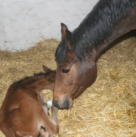 Мамина ласка