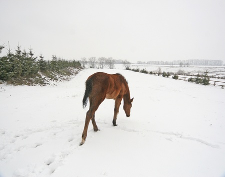 Зимовий Жашків