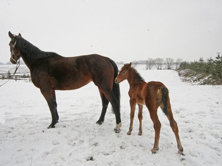 Мамин хвостик