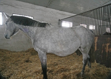 Вагітна, має народити в березні